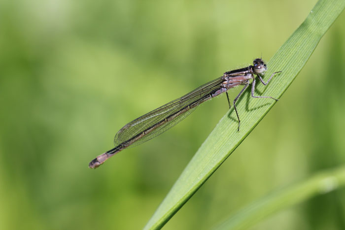 Femmina di Ischnura elegans e maschio di Coenagrion puella