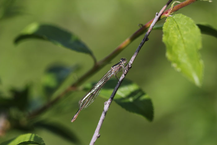 Femmina di Ischnura elegans e maschio di Coenagrion puella