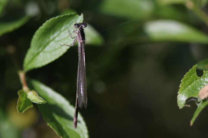 Femmina di Ischnura elegans e maschio di Coenagrion puella