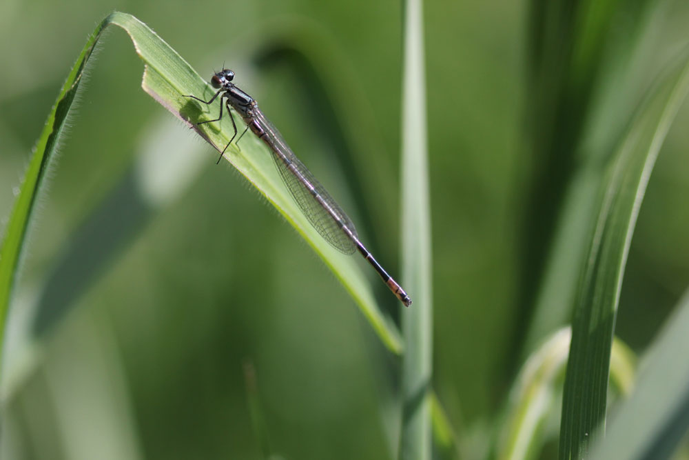 Femmina di Ischnura elegans e maschio di Coenagrion puella