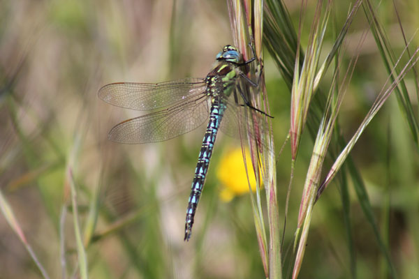 Brachytron pratense maschio