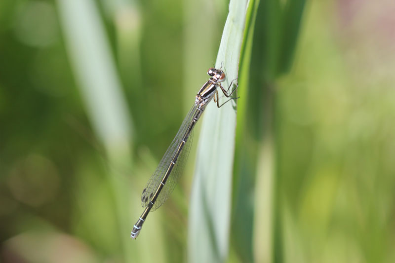 Chi? Coenagrion puella