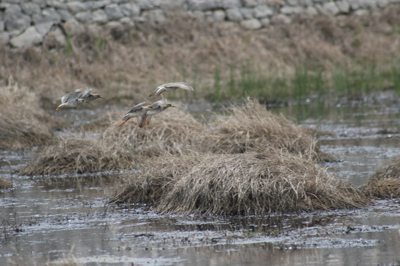 In volo