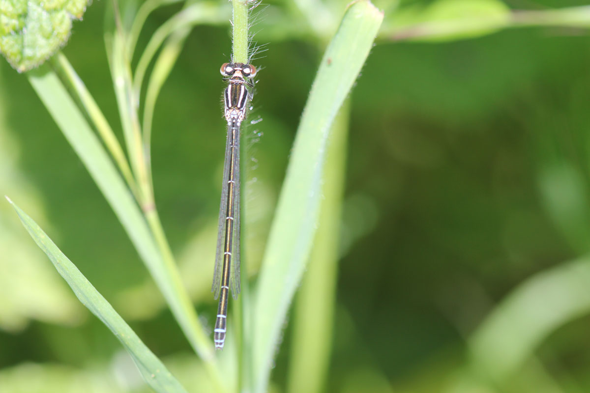 Chi? Coenagrion puella