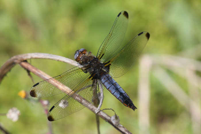 Libellula quadrimaculata? no, fulva