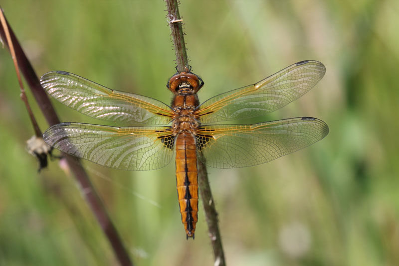 Libellula quadrimaculata? no, fulva