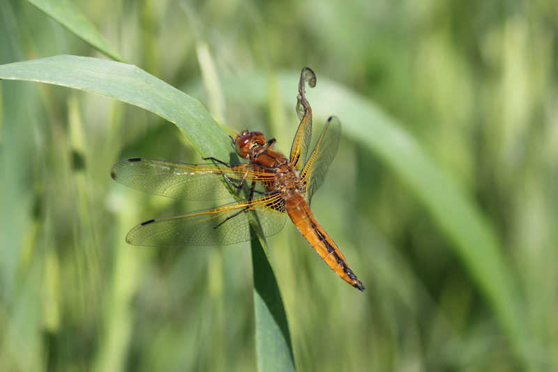 Libellula quadrimaculata? no, fulva