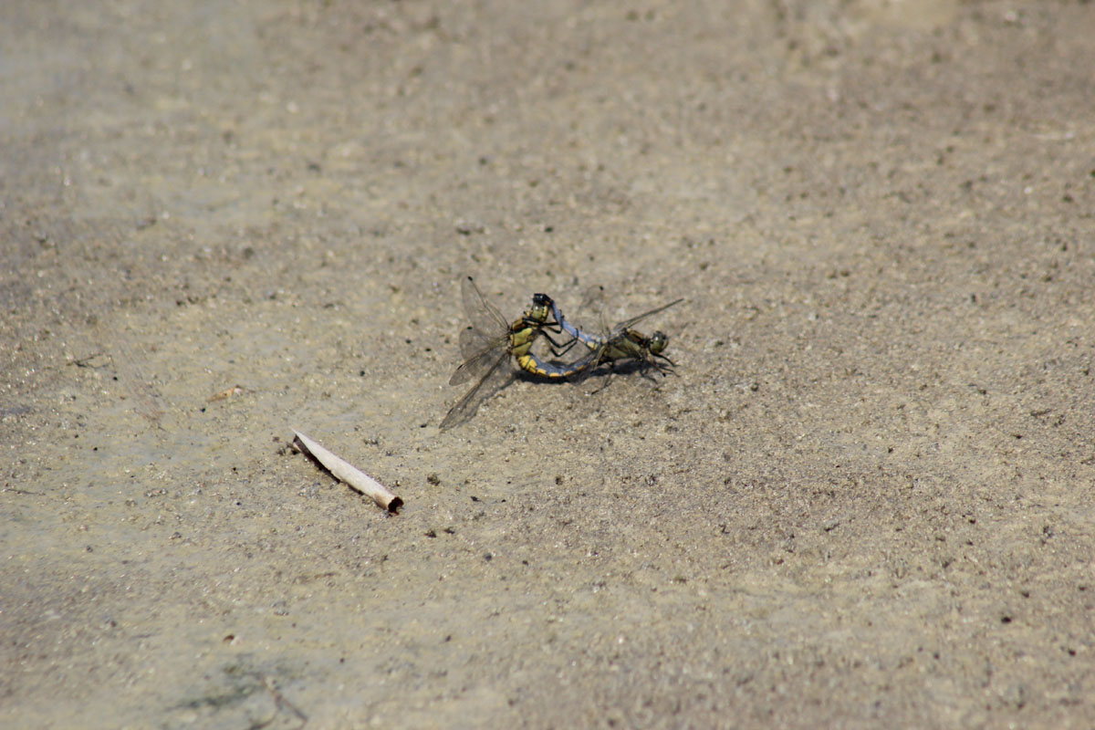 Tandem di Orthetrum cancellatum