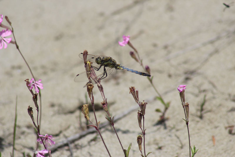 Tandem di Orthetrum cancellatum