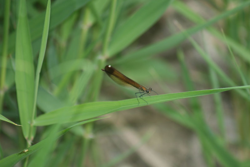 C. haemorrhoidalis