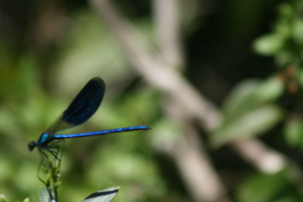 Calopteryx splendens e haemorrhoidalis