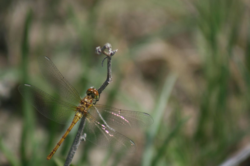Sympetrum?