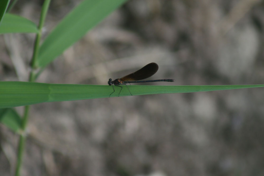 Calopteryx splendens e haemorrhoidalis