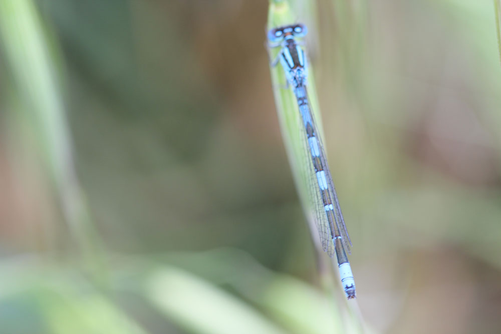 Enallagama cyathigerum?