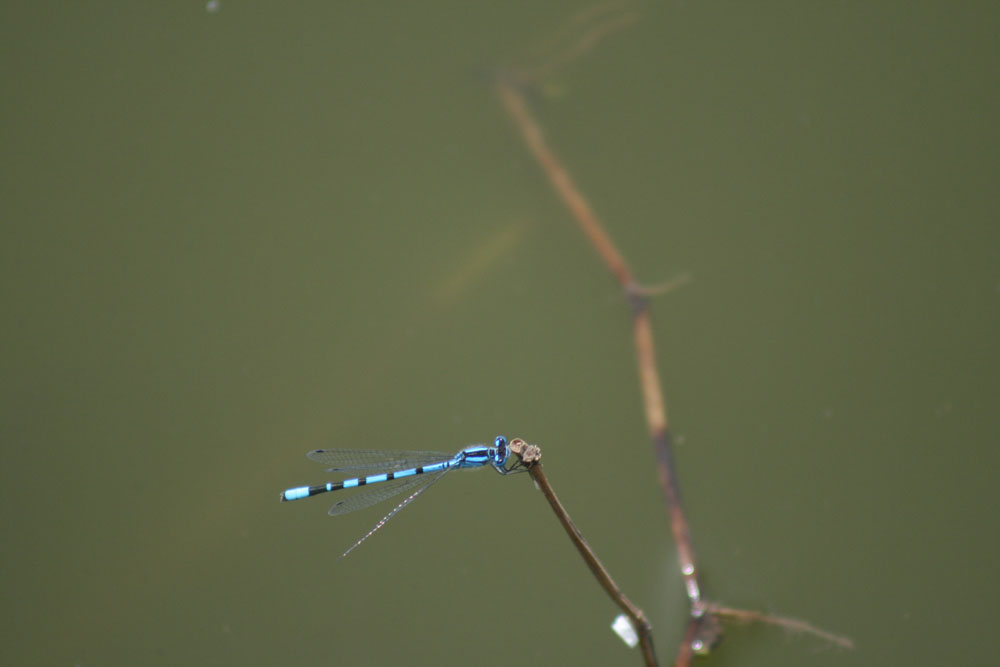 Coenagrion chi? Enallagma