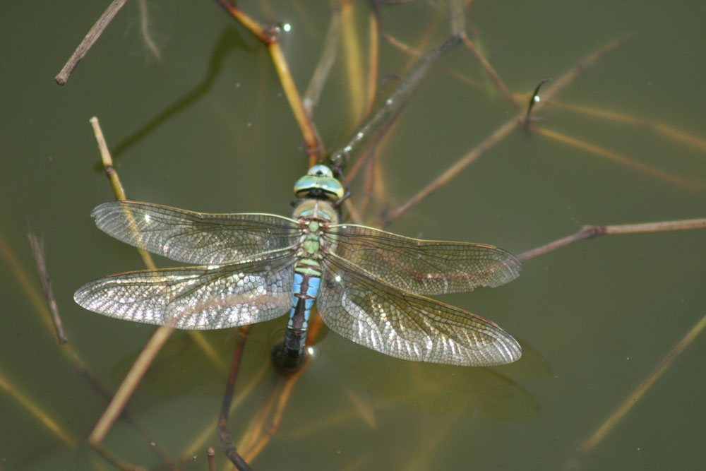 Anax  parthenope?