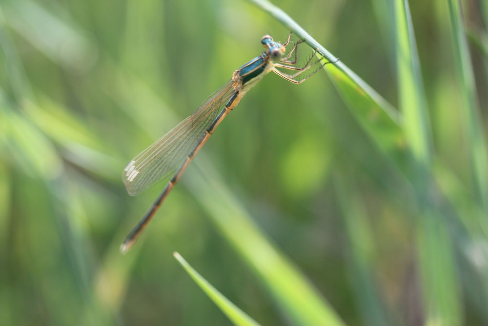 Lestes cfr. virens