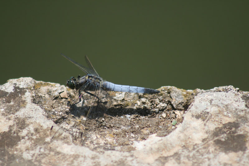 Libellula fulva? No, Orthetrum cancellatum
