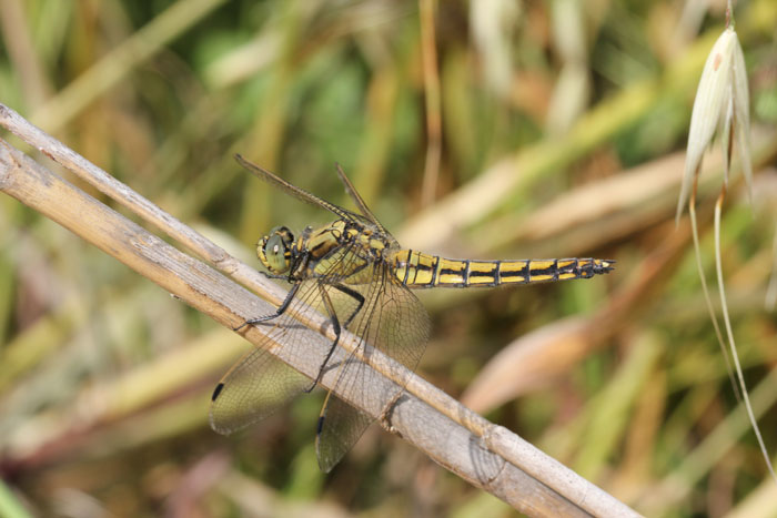Orthetrum cancellatum