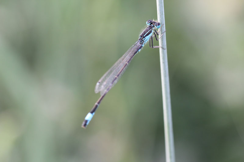 maschio di Ishnura elegans