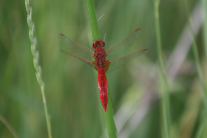 Crocothemis erythraea?