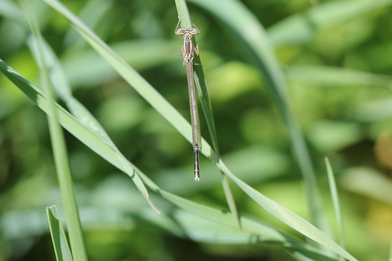 Maschio immaturo di Platycnemis pennipes