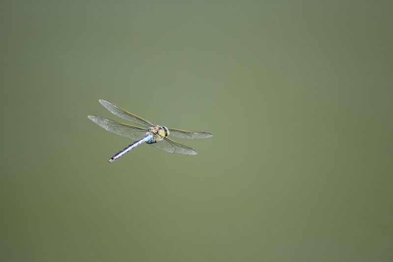 Anax imperator in volo