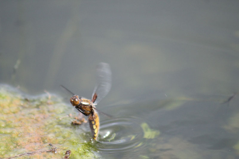 Libellula depressa in deposizione