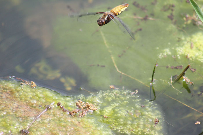 Libellula depressa in deposizione