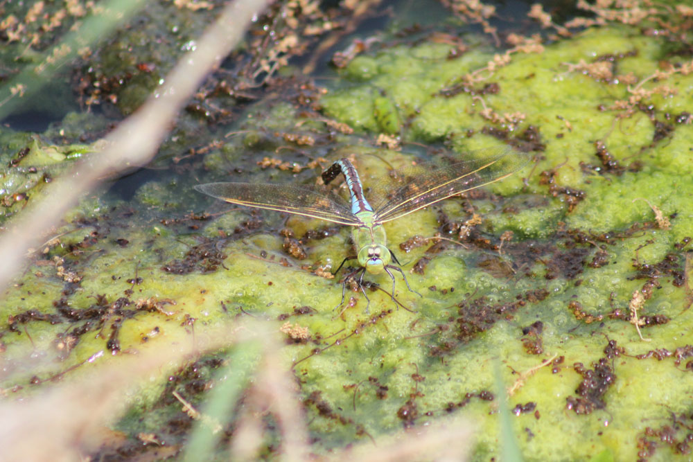 Anax  parthenope?