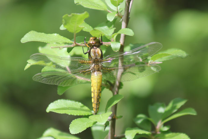 Libellula depressa