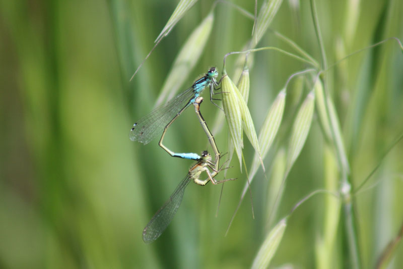 TAndem I.elegans?