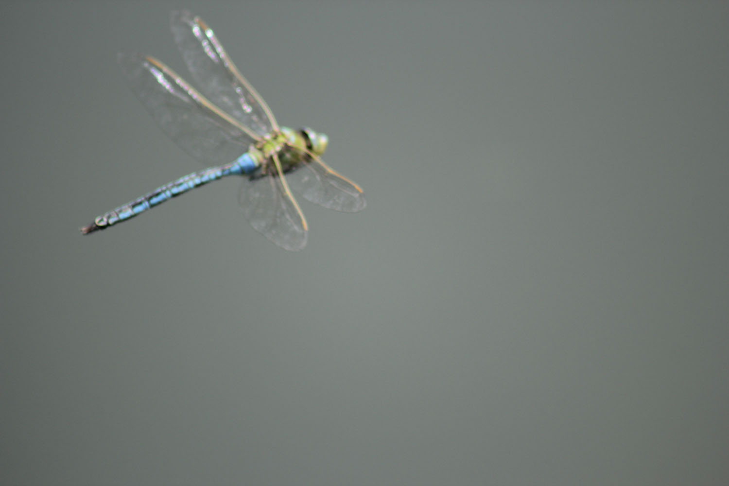 Anax?
