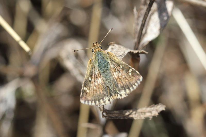 Chi? - Muschampia proto, Hesperiidae