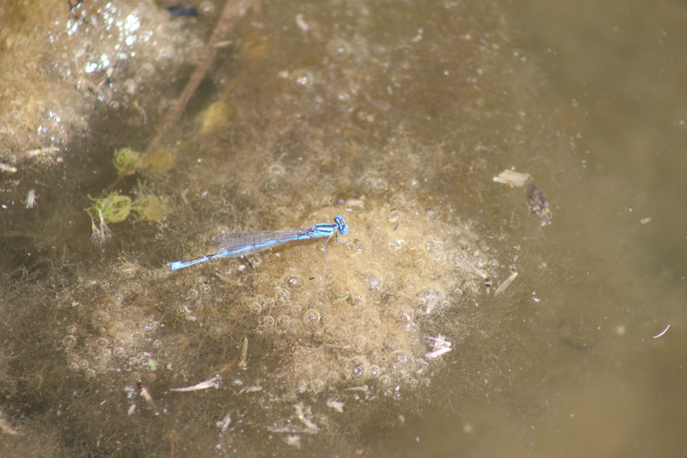 Erythromma  lindenii?  S, maschio