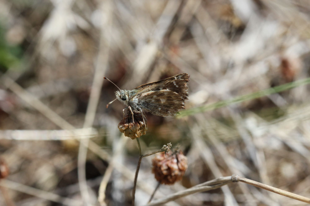 Chi?2 - Muschampia proto, Hesperiidae