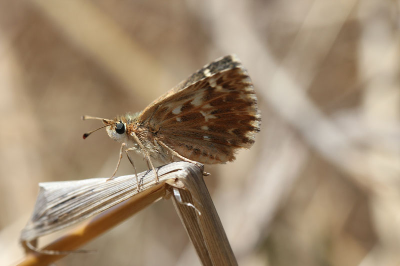 Chi? - Muschampia proto, Hesperiidae