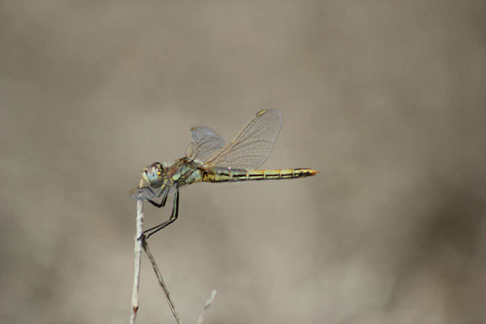 Tandem Sympetrum fonscolombii