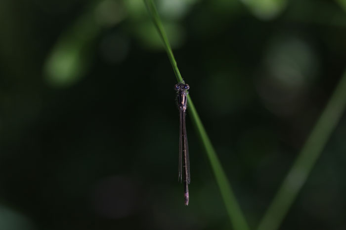 Femmina di Ischnura elegans e maschio di Coenagrion puella
