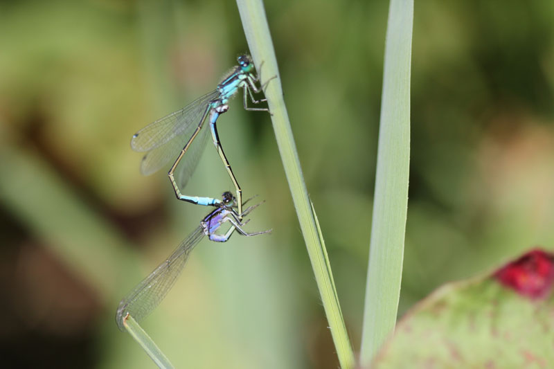 Ischnura elegans in accoppiamento