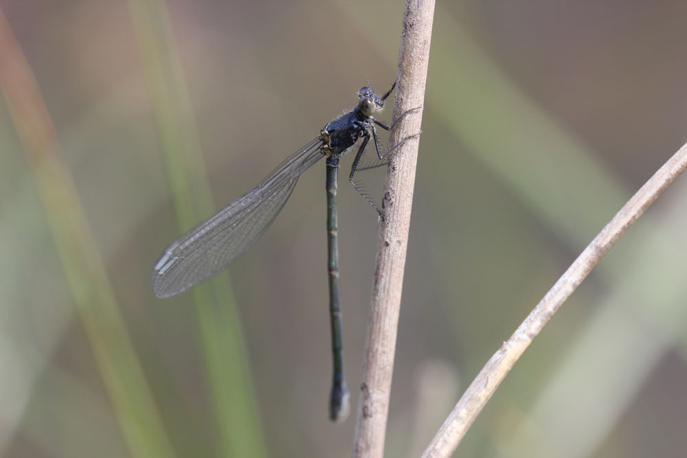 Lestes macrostigma?