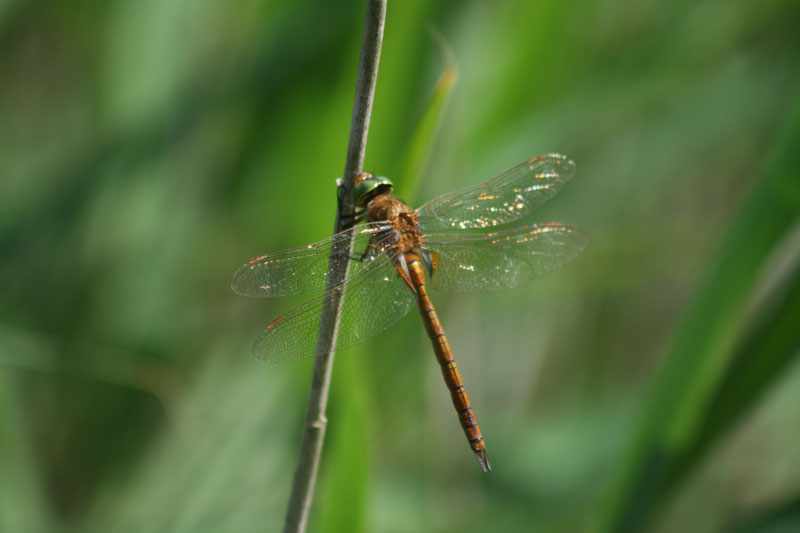 Maschio di Aeshna isosceles