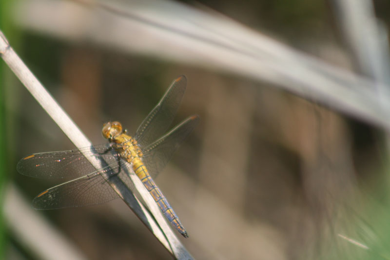 Chi? Orthetrum coerulescens