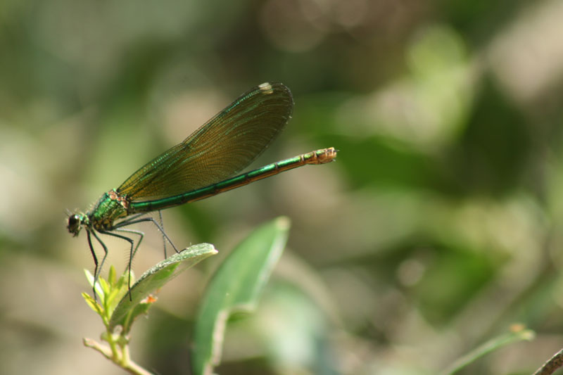 Calopteryx splendens e haemorrhoidalis