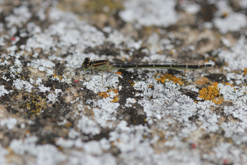Ischnura elegans?