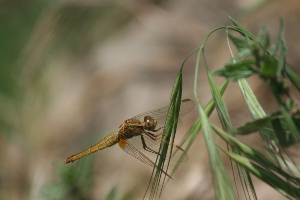 Sympetrum sanguineum? no, Crocothemis