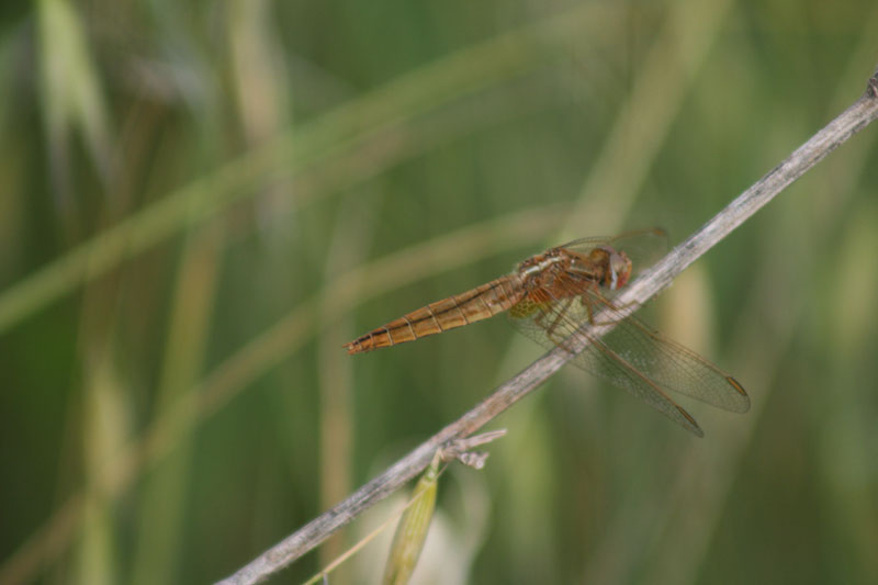 Crocothemis erythraea?