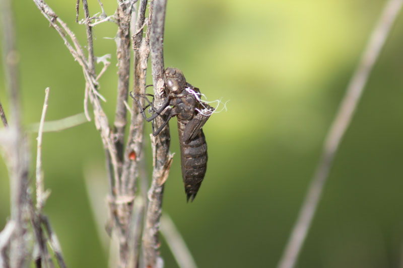 Exuvia?