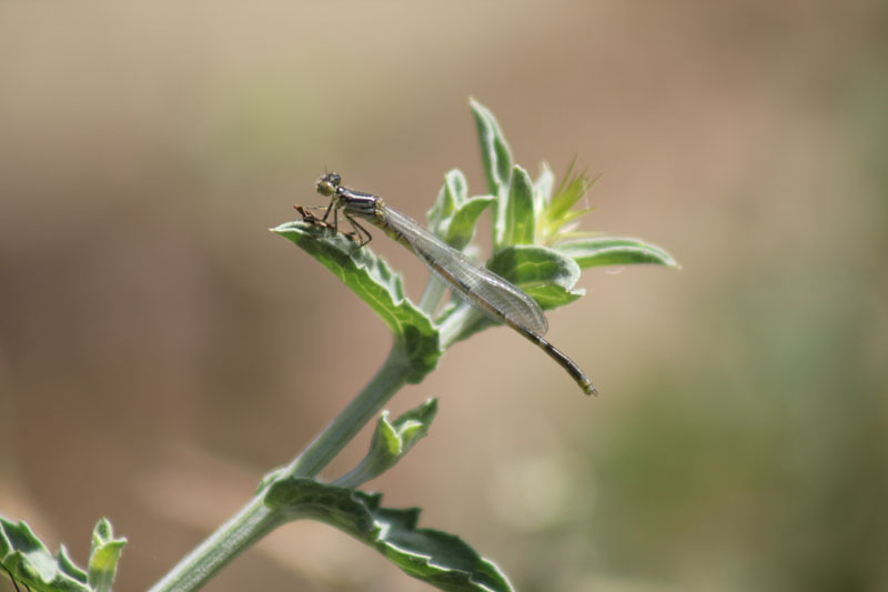Pla.pennipes?