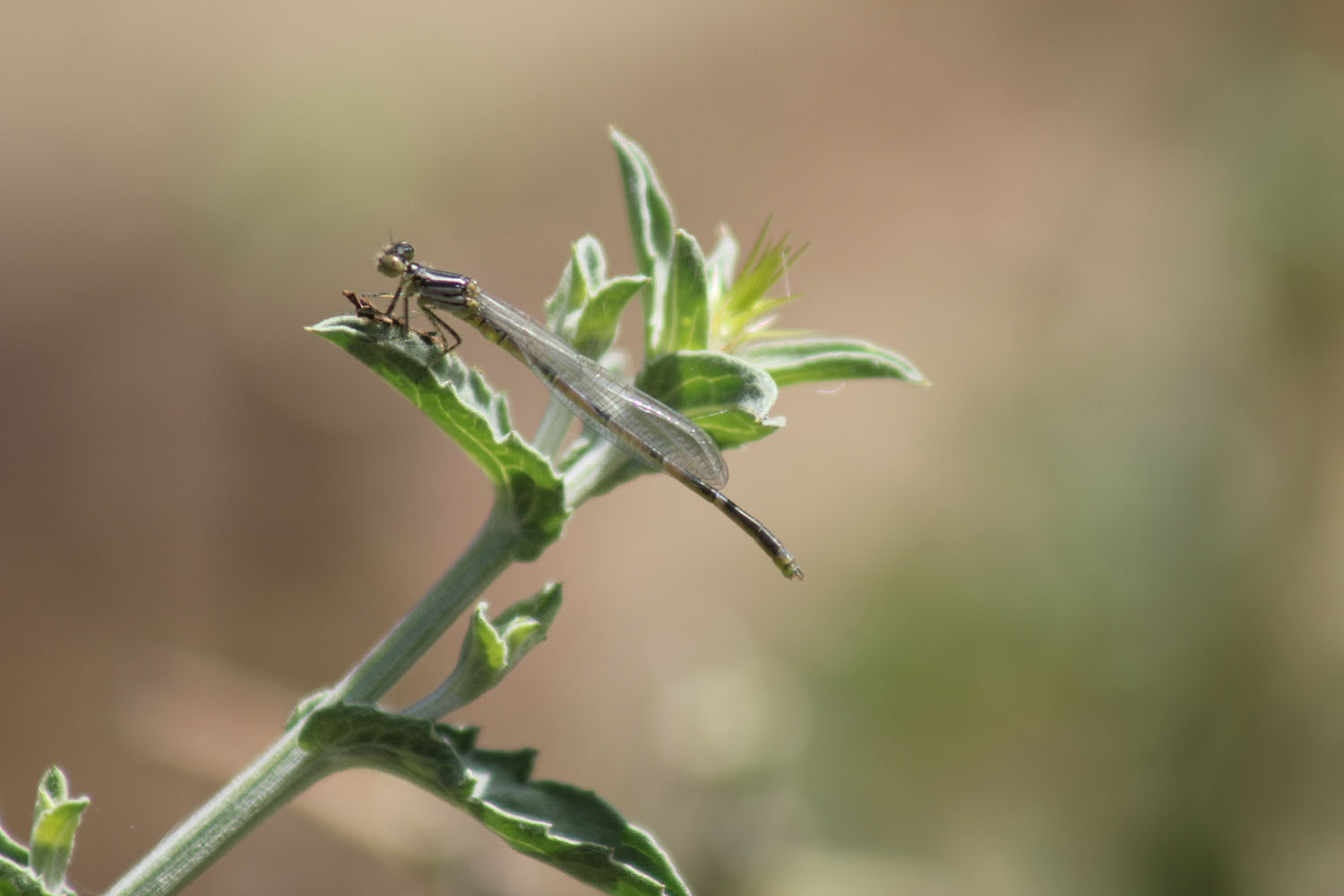 Pla.pennipes?